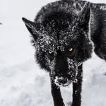 wolves.realm profile picture
