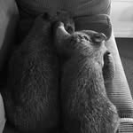 wombat_mum_wildlife profile picture