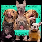 wonkydogspack profile picture