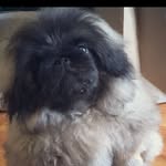 wontonsoup_the_peke profile picture