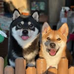 woodwood_shibainu profile picture