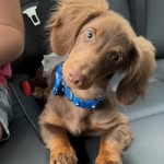 woodytheweenie305 profile picture