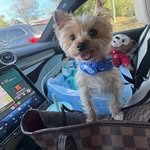 woofwoofpuppies profile picture