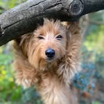 world.of.wolfie profile picture