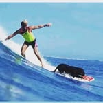 worlddogsurfing profile picture