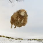 worlds_coolest_sheep profile picture