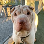 wrinkledragon profile picture