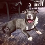 wynona_dwarf_tripod_pit profile picture