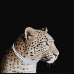 x.lv1.x profile picture