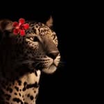 x_ah_911 profile picture