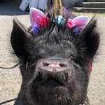 xanthippethepig profile picture
