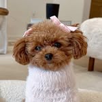 xssundaypup profile picture