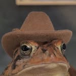 yaboi_toby_toad profile picture