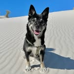 yangpuni_lavie profile picture