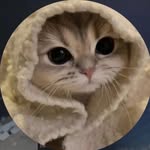 yasseryasser8175 profile picture