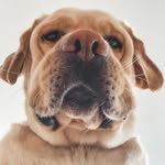 yellowlabmarine profile picture