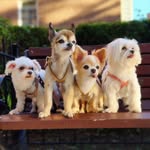yeyush_the_chihuahua profile picture