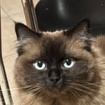 yikesicle profile picture