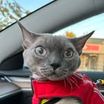 yodathedogcat profile picture