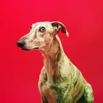 yogalgo profile picture