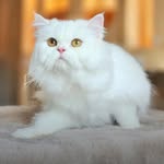 yoingamh profile picture