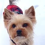 yorkie_blizzy profile picture