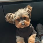 yorkie_roskoe.ridley profile picture
