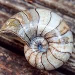 yorkshire.fossils
