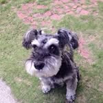 yoshi_look profile picture
