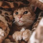 yoshi_thestraycat profile picture
