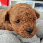 yourbabycookie profile picture