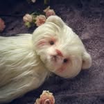 your_own_bear profile picture