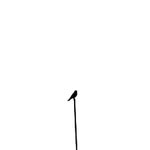 ysnfoto profile picture