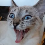 yukidakittycat profile picture