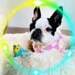 yume_p_kei_ume profile picture