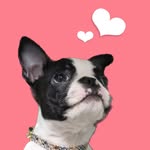 yun_chan_boston profile picture