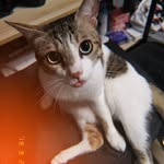 yydamonyy profile picture