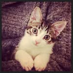 zaatar_the_cat profile picture