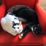 zacandharvey profile picture