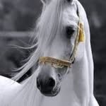 zaineb_ben_86 profile picture