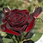 zaklyes_ profile picture