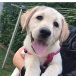 zala_the_lab profile picture