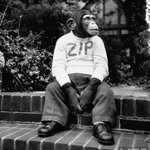 zappyzip profile picture