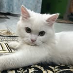 zarazoyi profile picture
