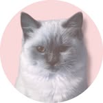 zeldatherag profile picture