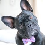 zelmathefrenchie profile picture