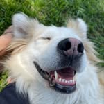 zeppelinandfriendsrescue profile picture