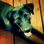 zerounderpants profile picture
