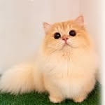 zhusen.meowmee profile picture