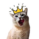 zicorrei profile picture